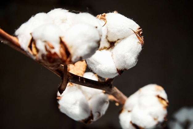 Planta de algodón, rama de flores de algodón blanco sobre fondo oscuro