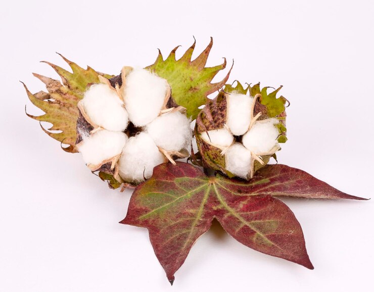 Foto planta de algodón sobre el fondo blanco.