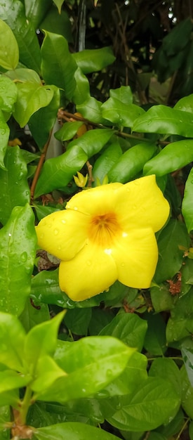 Foto planta de la allamanda cathartica