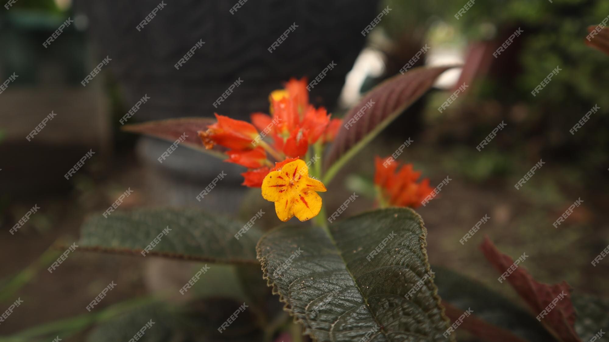 Planta alloplectus, riden sunset, begonia negra, chrysothemis pulchella,  hoja de cobre, campanas al atardecer. | Foto Premium
