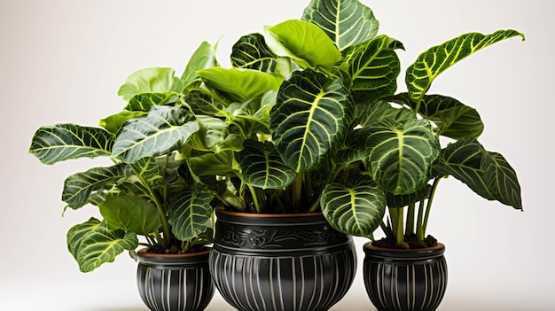 Foto planta de alocasia black velvet en una maceta sobre fondo blanco