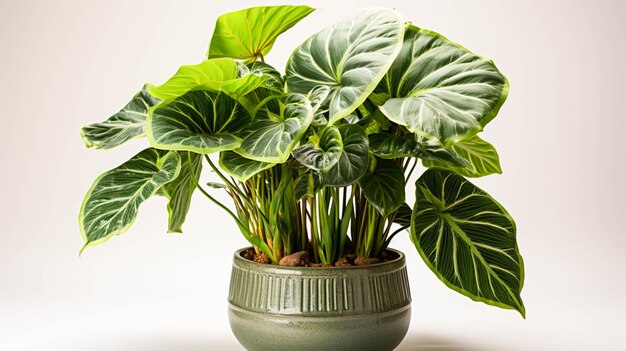 Planta Alocasia Dragon Scale em um vaso em fundo branco