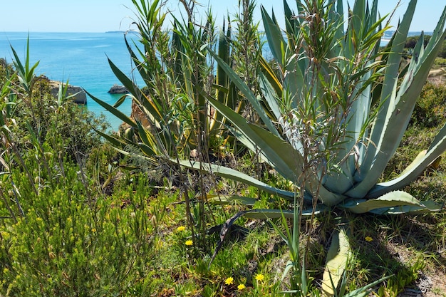 Planta de aloe en la costa del mar de verano