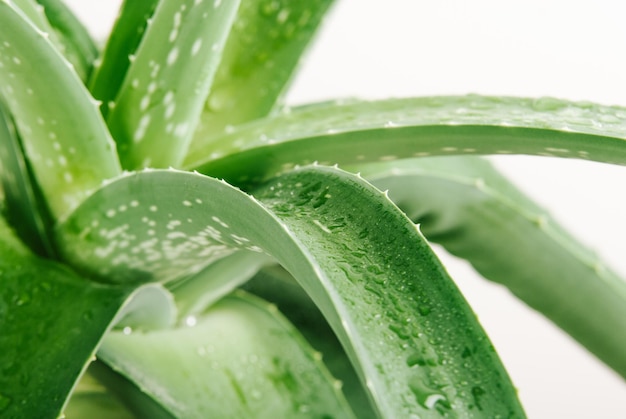 Foto planta de aloe con gotas húmedas cerrar