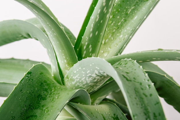 planta de aloe con gotas húmedas Cerrar