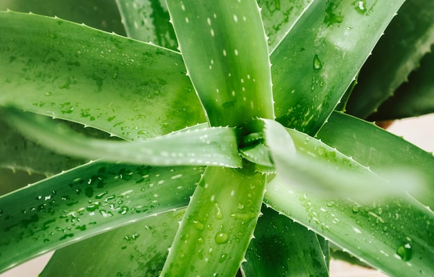 planta de aloe con gotas húmedas Cerrar