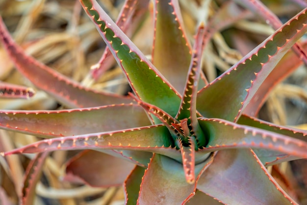 Planta de aloe en primer plano