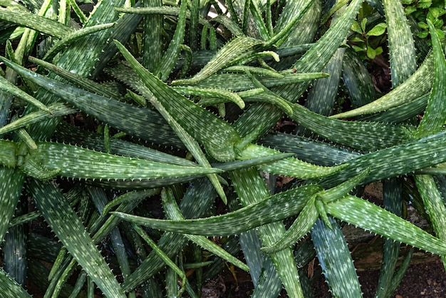 Planta de aloe vera al aire libre