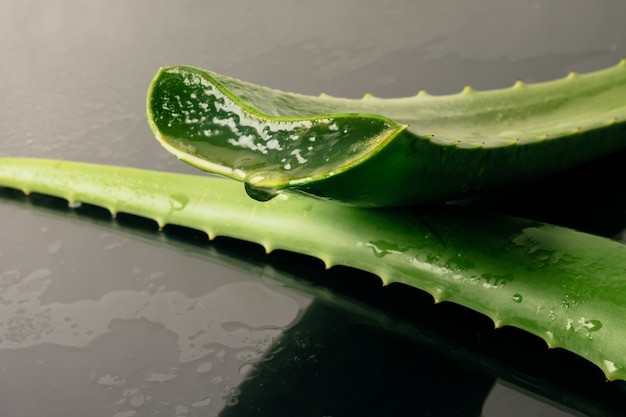 Foto planta de aloe vera. el aloe vera se usa en la medicina tradicional como un tratamiento para la piel.