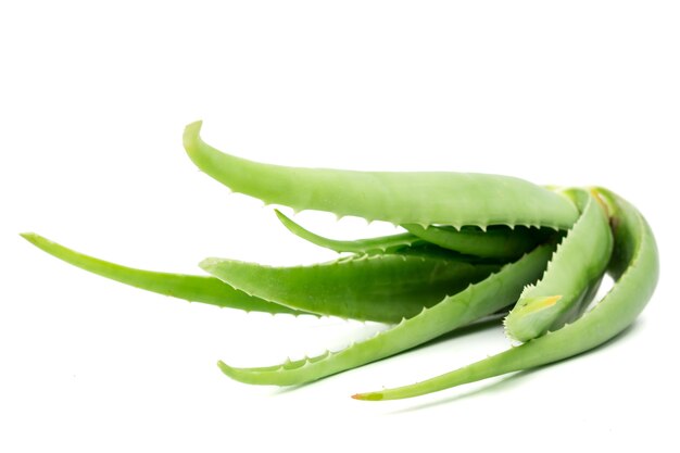 Foto planta de aloe vera en el fondo blanco.