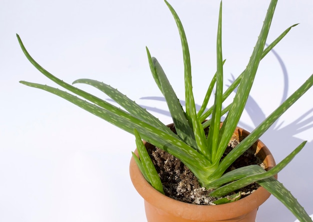 Planta de aloe vera hoja fresca y verde