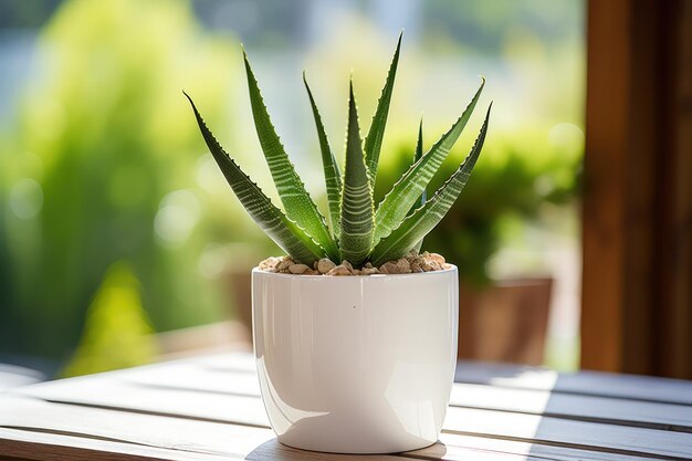 Una planta de aloe vera en maceta blanca