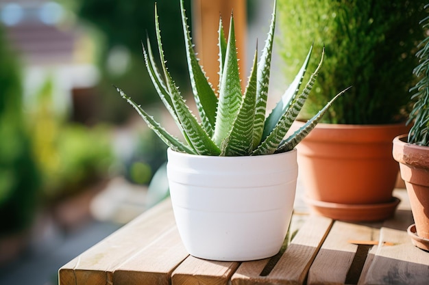 Una planta de aloe vera en maceta blanca