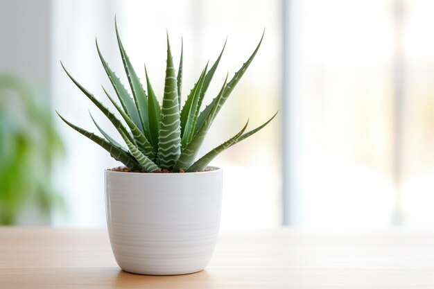 Una planta de aloe vera en maceta blanca