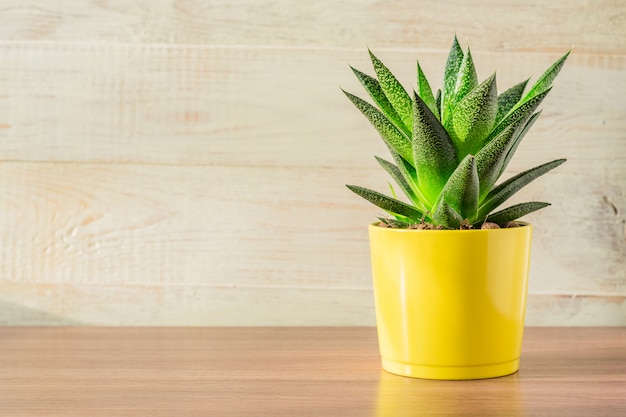 Planta de aloe vera en maceta de cerámica amarilla en mesa de madera. Jardinería doméstica, copyspace para texto