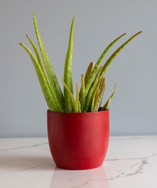 Planta de aloe vera en una maceta de cerámica roja sobre un fondo gris aislado