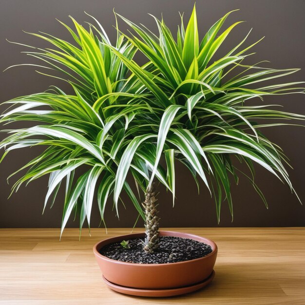 planta de aloe vera en maceta y planta en maceta