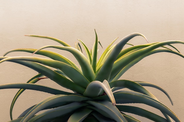 Planta de aloe vera verde sobre un fondo blanco. Aloe Vera como ingrediente cosmético