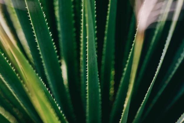 Foto la planta de aloe vera