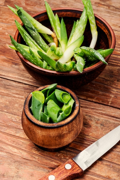 Planta de aloe vera