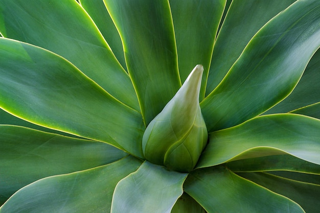 planta de aloe