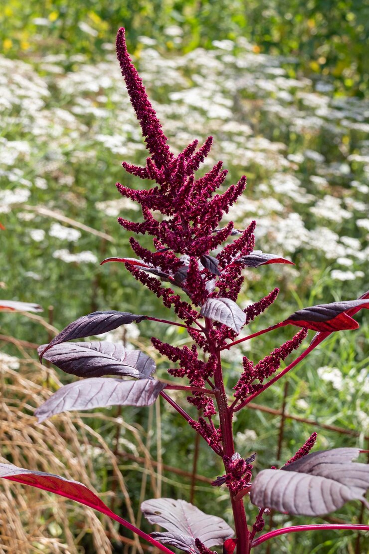 Foto planta de amaranto con flores rojas frescas al aire libre