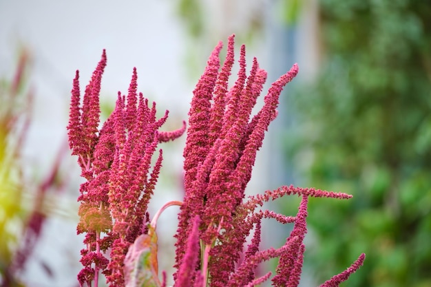 Planta de amaranto rojo indio que crece en el jardín de verano Cereal vegetal de hoja y planta ornamental fuente de proteínas y aminoácidos