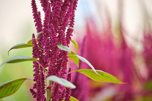 Planta de amaranto rojo indio que crece en el jardín de verano. Vegetal de hoja, cereal y planta ornamental, fuente de proteínas y aminoácidos.