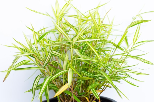 Planta amarela verde em vaso sobre fundo branco Vista superior de Thyrsostachys Siamensis Gamble ou bambu de gato