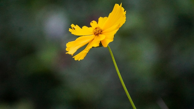 Planta amarilla de la flor