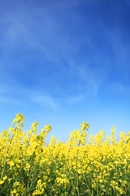 Planta amarilla de la violación en un campo con el cielo azul en fondo