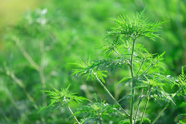 Planta Ambrosia artemisiifolia