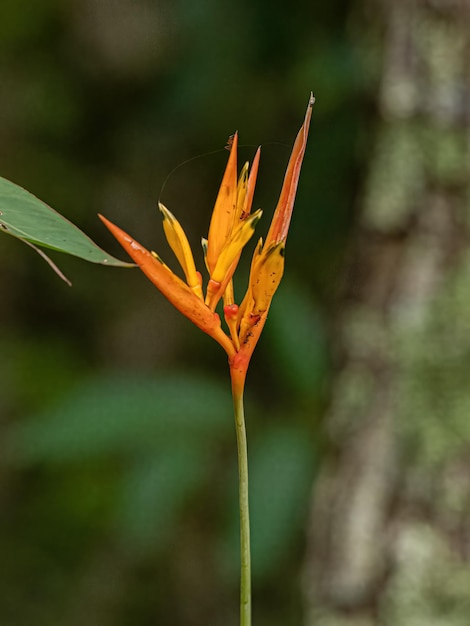 Planta angiosperma florida