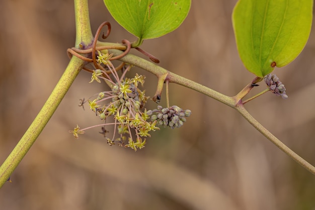 Planta de angiospermas Greenbrier del género Smilax