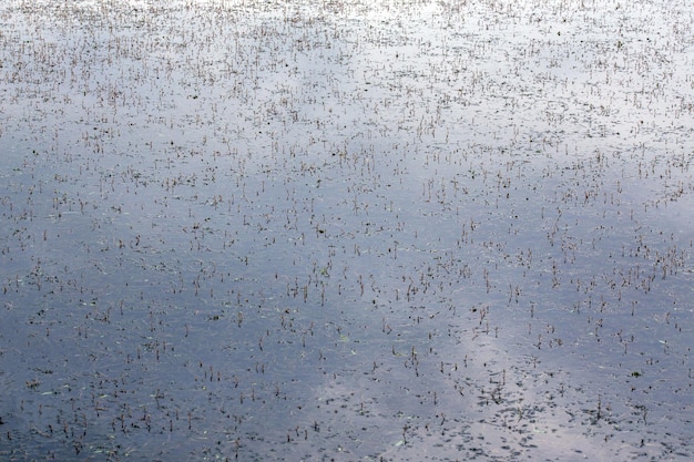 Planta aquática Persicaria amphibia saindo pela superfície da água do rio ou do lago, quadro completo, mesmo fundo com foco seletivo