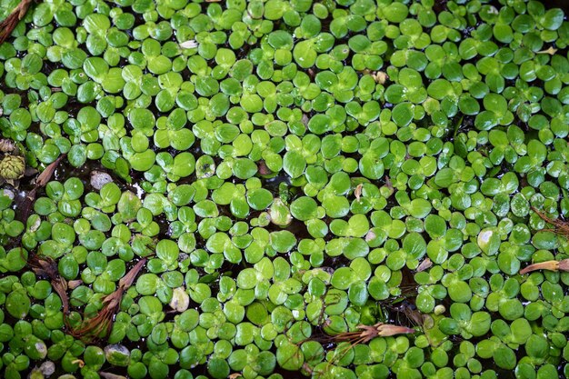 Planta aquática verde que flutua na água