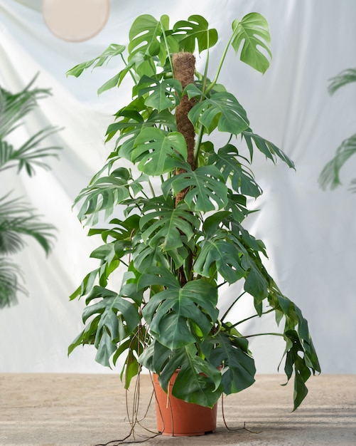 Planta araceae com fundo branco