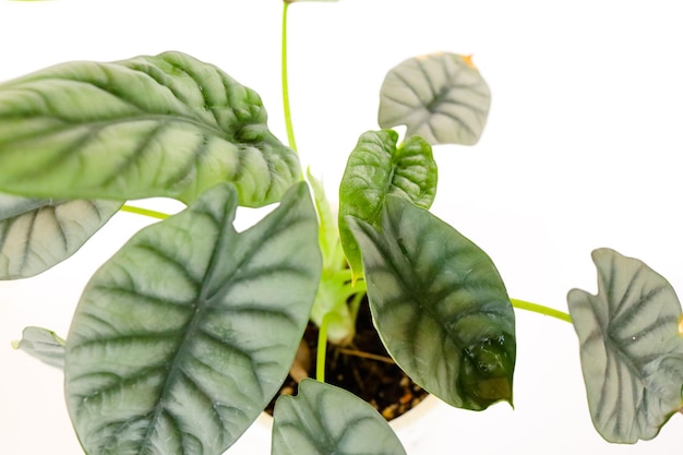 Planta de árbol Alocasia Silver Dragon