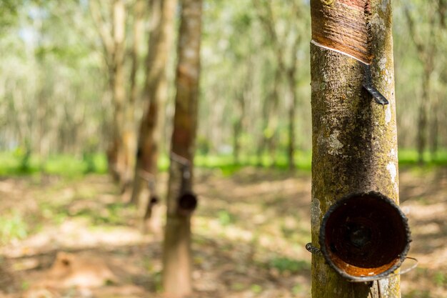 Planta de árbol de caucho en el sur de Tailandia.