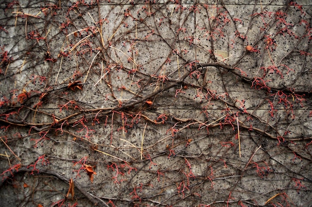 Planta de árbol de hiedra trepando fondo de pared de hormigón mientras que la temporada de otoño en el parque jardín en Frankfurt Alemania