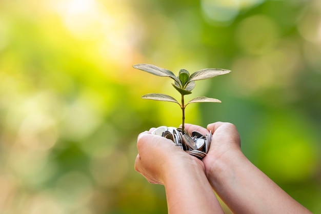 Se planta un árbol en una moneda en manos humanas, un concepto de crecimiento vegetal e inversiones que son respetuosas con el medio ambiente