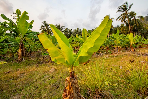 planta de árbol de plátano