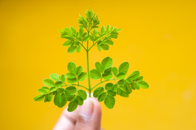 Foto planta de árbol sobre fondo amarillo