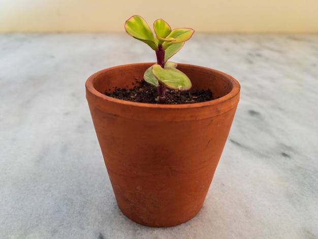 Foto planta arcoíris de portulacaria en una pequeña maceta de terracota