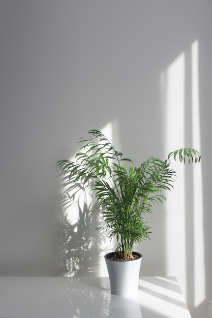 Planta Areca en una maceta blanca sobre una mesa los rayos del sol de la mañana a través de una ventana caen sobre una mesa y una pared blanca haciendo sombras