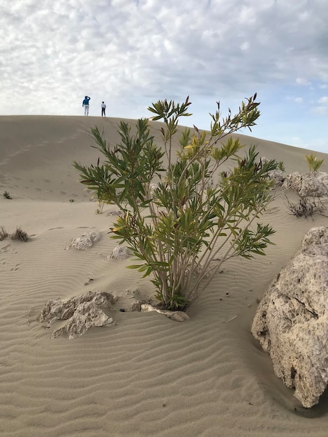 Una planta en la arena está en primer plano.