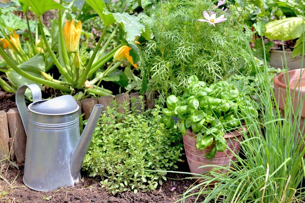 Planta aromática y albahaca en maceta puesta en el suelo con cebollino y origano en un jardín.