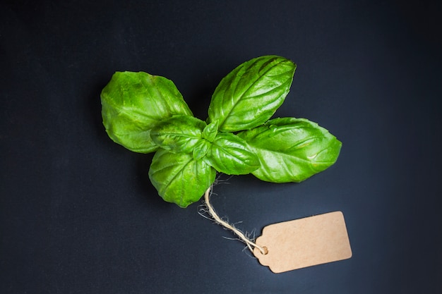 Foto planta aromática com uma etiqueta de papelão