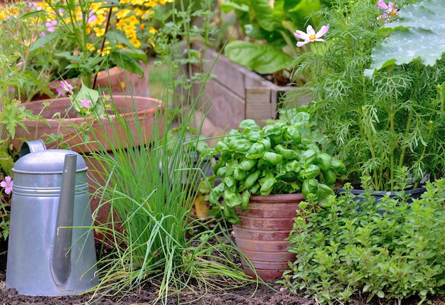 Planta aromática e manjericão em vasos em uma horta