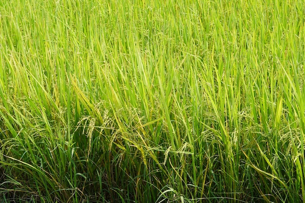 Planta de arroz amarillo en el campo